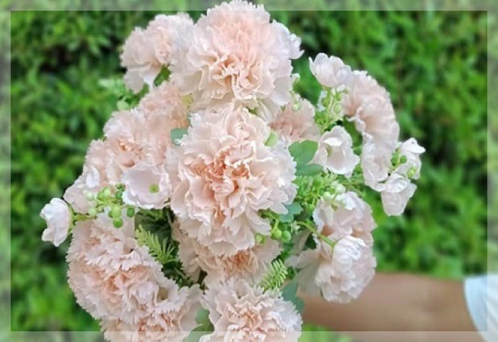 คาร์เนชั่น (Carnation)