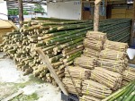 eucalyptus lumber, Plywood, Bamboo stick - Nipon woodshop Part., Ltd.