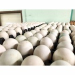 ขายไข่เป็ด กรุงเทพ - ณิชากมล ไข่สด (ขายส่งไข่ไก่ ประชาอุทิศ)