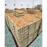 Wholesale eggs Chonburi - Egg Farm 