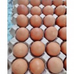 Farm eggs - Egg Farm 