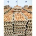 Wholesale source of chicken eggs - Egg Farm 