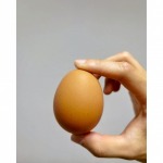 Want to sell chicken eggs - Egg Farm 