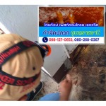 Termite control Ubon-Sisaket-Amnat Charoen-Yasothon