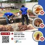 รับวางท่อกำจัดปลวก - บริษัทกำจัดปลวก สมุทรสาคร - วาย แอนด์ ที บัก เมเนจเม้นท์