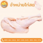 โรงงานเนื้อไก่ ราคาส่ง - ขายส่งไก่ - บ้านไก่บึงคำพร้อย