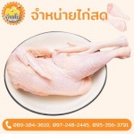 โรงงานผลิตเนื้อไก่ - ขายส่งไก่ - บ้านไก่บึงคำพร้อย