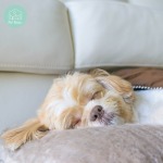 โรงแรมสุนัข ใกล้ฉัน - รับฝากเลี้ยง อาบน้ำตัดขน สุนัขและแมว - Pet Relax