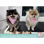 รับฝากเลี้ยงสุนัข สมุทรปราการ - Tim&Yim Family