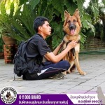 ศูนย์ฝึกสุนัข K9 - รับฝึกสอนสุนัขและรับเลี้ยงทุกสายพันธุ์