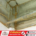 กําจัดปลวกราคาถูก นครปฐม - กำจัดปลวก นครปฐม - ธรรมบัวชา