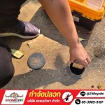 กำจัดปลวก ราคา - กำจัดปลวก นครปฐม - ธรรมบัวชา