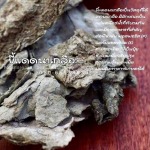 Phetsakorn Salt