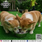 รับฝากเลี้ยงสุนัข - dog garden bkk