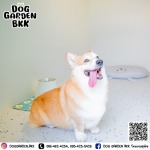 รับฝากสุนัขมีพี่เลี้ยงดูแลตลอด - รับฝากเลี้ยงสุนัข - dog garden bkk