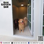 รับฝากเลี้ยงสุนัข - dog garden bkk