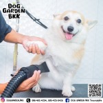 รับฝากเลี้ยงสุนัข - dog garden bkk