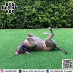 รับฝากเลี้ยงสุนัข - dog garden bkk