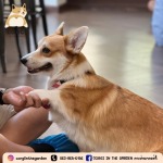 Dog Cafe Bkk - CORGI IN THE GARDEN