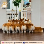 dog café ใกล้ฉัน - Dog Cafe Bkk - Corgi in the garden