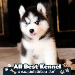 ไซบีเรียนแท้จากฟาร์ม - ฟาร์มไซบีเรียนเกรดไฮเอน - Allbest Kennel