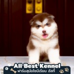 ลูกหมาไซบีเรียน พันธุ์แท้ - ฟาร์มไซบีเรียนเกรดไฮเอน - Allbest Kennel