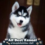 Allbest Kennel