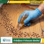 บริการรับกำจัดมด แมลงสาบ ไร้สารเคมี ครบวงจร - กำจัดตุ๊กแก กำจัดปลวก เชียงใหม่