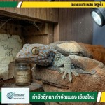 กำจัดตุ๊กแก กำจัดปลวก เชียงใหม่