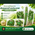 Fresh Thai fruits and vegetables exporter - บริษัทส่งออกผักผลไม้ตามฤดูกาล