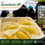 ทุเรียนแกะเนื้อส่งออก - บริษัทส่งออกผักผลไม้ตามฤดูกาล