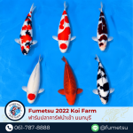 Fumetsu Koi Farm 2022