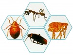 บริษัท รับ กำจัด มด แมลงสาบ เห็บ หมัด - Termite Termination Khon Kaen.