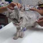 รักษา แมว พัทลุง - Yuthachat Raksat