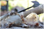 รังนก ชุมพร - Chumphon Birdnest