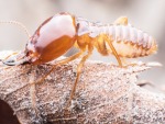 ป้องกันปลวกกัดกินไม้ขอนแก่น - บริษัทกำจัดปลวก ราคาถูก ขอนแก่น