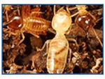 บริษัทกำจัดปลวก ตัวเมืองกาญจนบุรี - Termite control Kanchanaburi