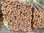 ขายไม้ยูคา - ขายและให้เช่าไม้แบบก่อสร้าง - ต้นน้ำไทย ไม้แบบ