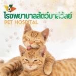 ทำหมันแมวราคาถูก รังสิต
