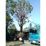 รับล้อมต้นไม้ - รถเครนรับจ้าง ขนส่งต้นไม้ เอ แอนด์ เอ เครน