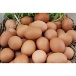 ไข่ไก่ราคาส่ง ชัยนาท - กางกรณ์การค้า พิจิตร