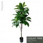 ต้นLoquat - ต้นไม้ปลอม ต้นไม้เหมือนจริง เกรดพรีเมี่ยม - มาดามขจี