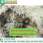 เหยื่อกำจัดปลวกปทุมธานี - บริษัท เอเวอร์เซอร์ เทอร์ไมท์ (โซลูชั่น) จำกัด