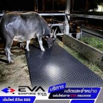 แผ่น EVA รองคอกสัตว์ - แผ่นยาง EVA ราคาโรงงาน พร้อมบริการตัดตามแบบ - เอ็มไพร์ อีวีเอ 888
