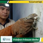ตุ๊กแกเข้าบ้าน เรียกบริษัทจับตุ๊กแกเชียงใหม่ - กำจัดตุ๊กแก กำจัดปลวก เชียงใหม่
