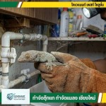 บริการกำจัดตุ๊กแก ไล่ตุ๊กแกถาวร เชียงใหม่ - กำจัดตุ๊กแก กำจัดปลวก เชียงใหม่