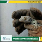 รับจับตุ๊กแก ไล่ตุ๊กแกโดยไม่ใช้สารเคมี - กำจัดตุ๊กแก กำจัดปลวก เชียงใหม่