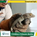 วิธีไล่ตุ๊กแก รับกำจัดตุ๊กแกโดยมืออาชีพ เชียงใหม่ - กำจัดตุ๊กแก กำจัดปลวก เชียงใหม่