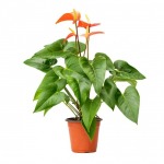 Anthurium - บริษัท บุญตา ฟลาวเวอร์ส จำกัด 