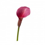 Calla Lily - บริษัท บุญตา ฟลาวเวอร์ส จำกัด 